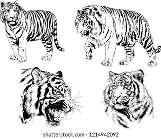 vector drawings sketches different predator , tigers lions cheetahs and leopards are drawn in ink by hand , objects with no background