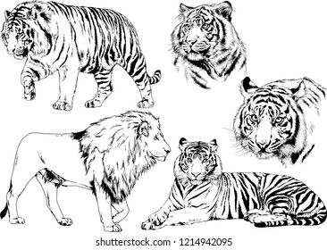 vector drawings sketches different predator , tigers lions cheetahs and leopards are drawn in ink by hand , objects with no background