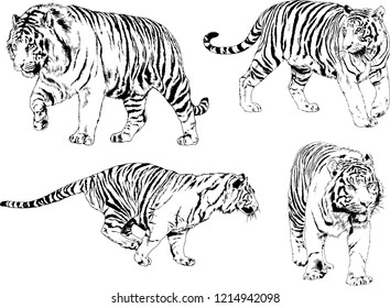 vector drawings sketches different predator , tigers lions cheetahs and leopards are drawn in ink by hand , objects with no background