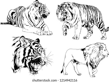 vector drawings sketches different predator , tigers lions cheetahs and leopards are drawn in ink by hand , objects with no background