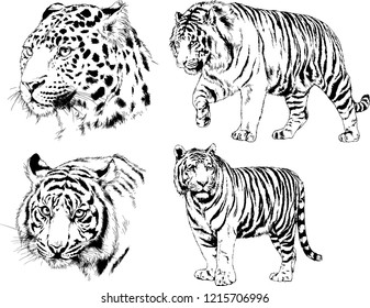 vector drawings sketches different predator , tigers lions cheetahs and leopards are drawn in ink by hand , objects with no background