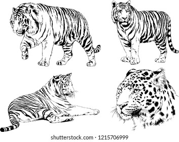 vector drawings sketches different predator , tigers lions cheetahs and leopards are drawn in ink by hand , objects with no background