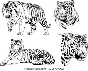 vector drawings sketches different predator , tigers lions cheetahs and leopards are drawn in ink by hand , objects with no background