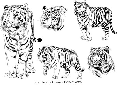 vector drawings sketches different predator , tigers lions cheetahs and leopards are drawn in ink by hand , objects with no background