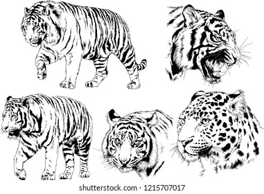 vector drawings sketches different predator , tigers lions cheetahs and leopards are drawn in ink by hand , objects with no background