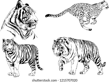 vector drawings sketches different predator , tigers lions cheetahs and leopards are drawn in ink by hand , objects with no background