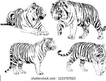 vector drawings sketches different predator , tigers lions cheetahs and leopards are drawn in ink by hand , objects with no background