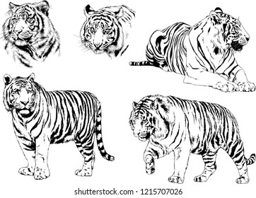 vector drawings sketches different predator , tigers lions cheetahs and leopards are drawn in ink by hand , objects with no background