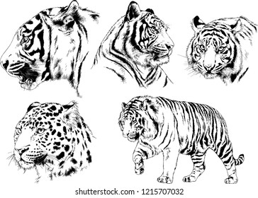 vector drawings sketches different predator , tigers lions cheetahs and leopards are drawn in ink by hand , objects with no background