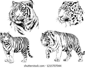 vector drawings sketches different predator , tigers lions cheetahs and leopards are drawn in ink by hand , objects with no background