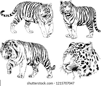 vector drawings sketches different predator , tigers lions cheetahs and leopards are drawn in ink by hand , objects with no background