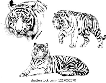 vector drawings sketches different predator , tigers lions cheetahs and leopards are drawn in ink by hand , objects with no background