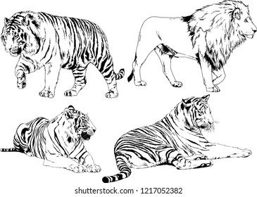 vector drawings sketches different predator , tigers lions cheetahs and leopards are drawn in ink by hand , objects with no background
