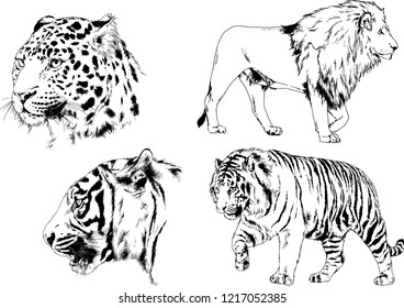 vector drawings sketches different predator , tigers lions cheetahs and leopards are drawn in ink by hand , objects with no background
