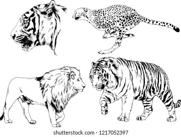 vector drawings sketches different predator , tigers lions cheetahs and leopards are drawn in ink by hand , objects with no background