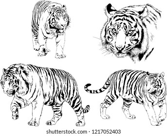 vector drawings sketches different predator , tigers lions cheetahs and leopards are drawn in ink by hand , objects with no background
