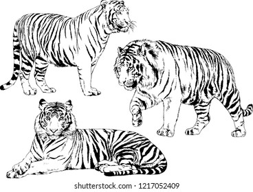 vector drawings sketches different predator , tigers lions cheetahs and leopards are drawn in ink by hand , objects with no background