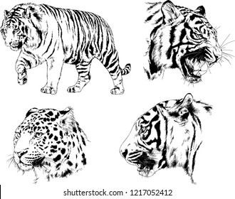 vector drawings sketches different predator , tigers lions cheetahs and leopards are drawn in ink by hand , objects with no background