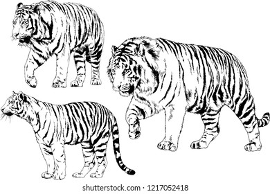 Set Vector Drawings Various Animals Predators Stock Vector (Royalty ...