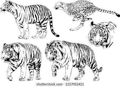 vector drawings sketches different predator , tigers lions cheetahs and leopards are drawn in ink by hand , objects with no background