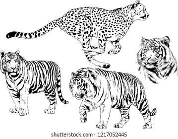 vector drawings sketches different predator , tigers lions cheetahs and leopards are drawn in ink by hand , objects with no background