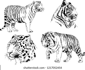vector drawings sketches different predator , tigers lions cheetahs and leopards are drawn in ink by hand , objects with no background
