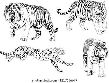 4,764 Leopard chase Stock Illustrations, Images & Vectors | Shutterstock