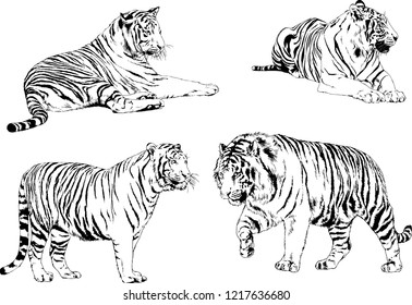 vector drawings sketches different predator , tigers lions cheetahs and leopards are drawn in ink by hand , objects with no background