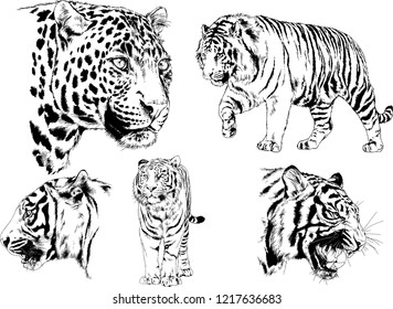 vector drawings sketches different predator , tigers lions cheetahs and leopards are drawn in ink by hand , objects with no background