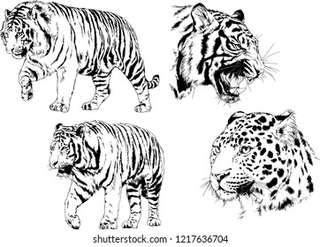 vector drawings sketches different predator , tigers lions cheetahs and leopards are drawn in ink by hand , objects with no background