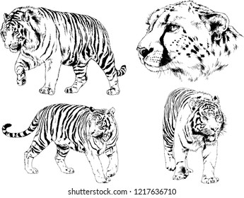 vector drawings sketches different predator , tigers lions cheetahs and leopards are drawn in ink by hand , objects with no background
