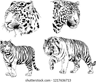 vector drawings sketches different predator , tigers lions cheetahs and leopards are drawn in ink by hand , objects with no background