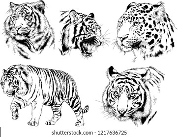 vector drawings sketches different predator , tigers lions cheetahs and leopards are drawn in ink by hand , objects with no background