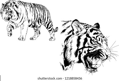 vector drawings sketches different predator , tigers  are drawn in ink by hand , objects with no background