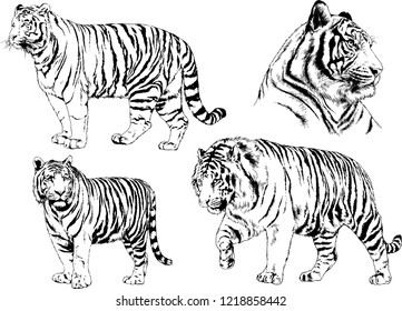 vector drawings sketches different predator , tigers lions cheetahs and leopards are drawn in ink by hand , objects with no background
