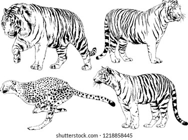 vector drawings sketches different predator , tigers lions cheetahs and leopards are drawn in ink by hand , objects with no background