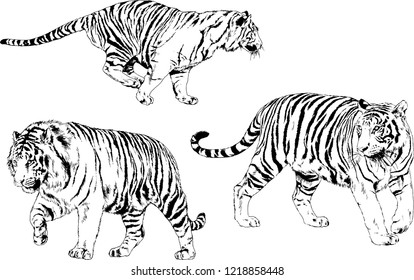 vector drawings sketches different predator , tigers lions cheetahs and leopards are drawn in ink by hand , objects with no background