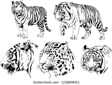 vector drawings sketches different predator , tigers lions cheetahs and leopards are drawn in ink by hand , objects with no background