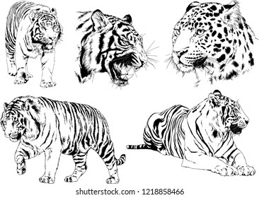 vector drawings sketches different predator , tigers lions cheetahs and leopards are drawn in ink by hand , objects with no background