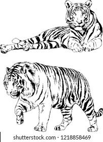 vector drawings sketches different predator , tigers lions cheetahs and leopards are drawn in ink by hand , objects with no background