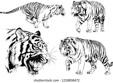vector drawings sketches different predator , tigers lions cheetahs and leopards are drawn in ink by hand , objects with no background