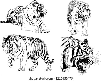 vector drawings sketches different predator , tigers lions cheetahs and leopards are drawn in ink by hand , objects with no background