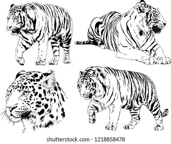 vector drawings sketches different predator , tigers lions cheetahs and leopards are drawn in ink by hand , objects with no background