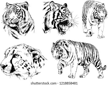 vector drawings sketches different predator , tigers lions cheetahs and leopards are drawn in ink by hand , objects with no background