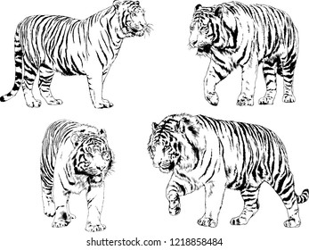vector drawings sketches different predator , tigers lions cheetahs and leopards are drawn in ink by hand , objects with no background