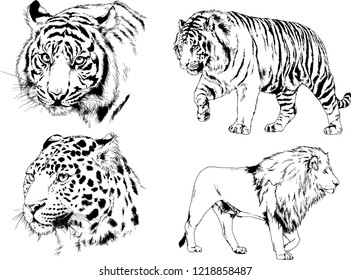 vector drawings sketches different predator , tigers lions cheetahs and leopards are drawn in ink by hand , objects with no background