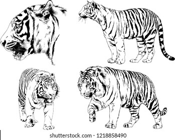 vector drawings sketches different predator , tigers  are drawn in ink by hand , objects with no background