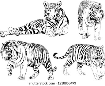 vector drawings sketches different predator , tigers lions cheetahs and leopards are drawn in ink by hand , objects with no background