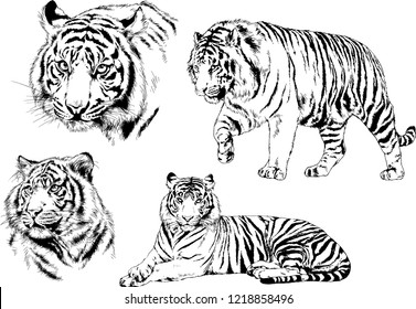 vector drawings sketches different predator , tigers lions cheetahs and leopards are drawn in ink by hand , objects with no background