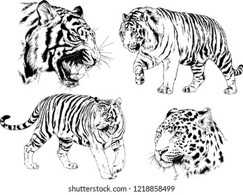 vector drawings sketches different predator , tigers lions cheetahs and leopards are drawn in ink by hand , objects with no background